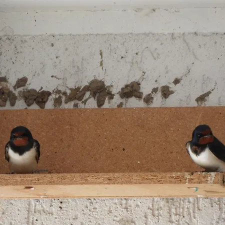 Hotelpension Schwalbennest